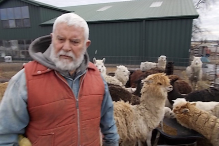 alpaca-photo